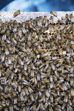 Closeup of the bees in the honeycomb