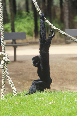 DUBBO, AUSTRALIA - JANUARY 4, 2017: Gibbon from Taronga Western Plains Zoo in Dubbo, Australia. This city zoo was opened at 1977 and now have more than 1000 animalsのeditorial素材