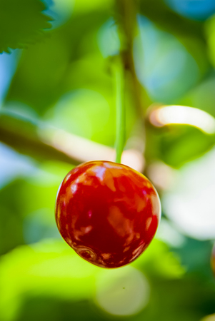 Close up view at red cherry on branchの写真素材