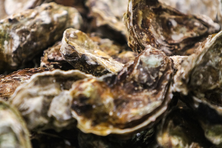 Closeup of the fresh oysters on the marketの写真素材