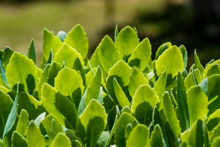Closeup detail of green leaves in the garden