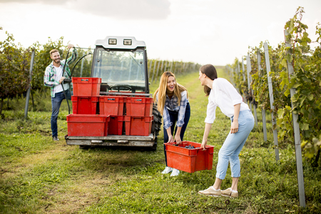 Young people harvesting grapes in the vineyardの写真素材