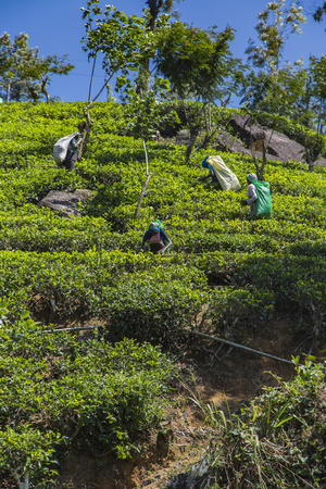 NUWARA, SRI LANKA - JANUARY 26, 2014: Unidentified women working on the tea plantation in Nuwara, Sri Lanka. Sri Lanka is the world's fourth largest producer of tea.のeditorial素材