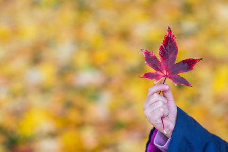 Little girl holds the maple leaf in her hand in autumn dayの写真素材