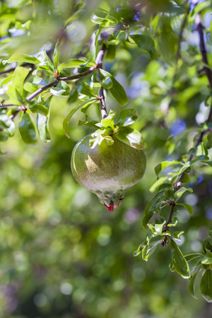 Close up view at pomegranate on the branchの写真素材