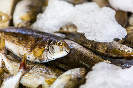 Closeup of the fresh seafood on ice