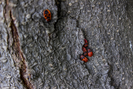 View at firebugs (Pyrrhocoris apterus) on a tree barkの写真素材
