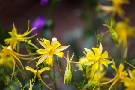 Close up view at Golden columbine (Aquilegia chrysantha)の写真素材