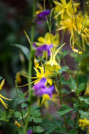 Close up view at Golden columbine (Aquilegia chrysantha)の写真素材