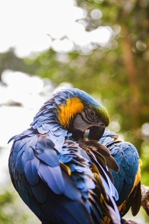 Closeup of the Blue and Yellow Macaw (Ara ararauna)の写真素材