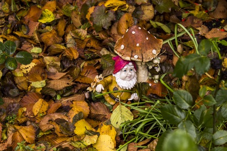 Closeup of the garden gnome in the autumn backyardの写真素材