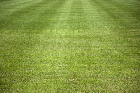 Closeup detail of the green grass field