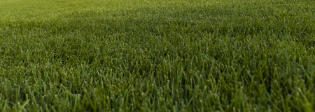 Closeup of the fresh green grass in the field