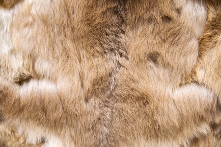 Closeup of baby alpaca wool on the marketの写真素材