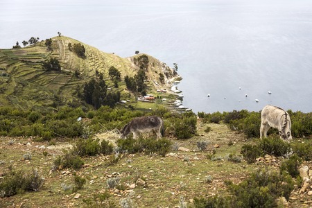 Donkey at Isla del Sol on lake Titicaca in Boliviaの写真素材