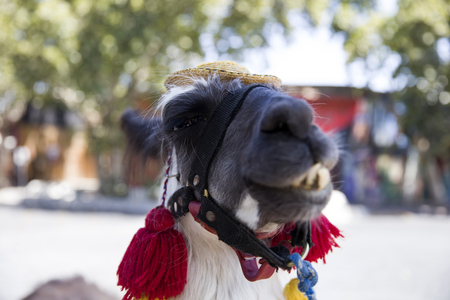 Decorated llama on the street of Santiago de Chileの写真素材