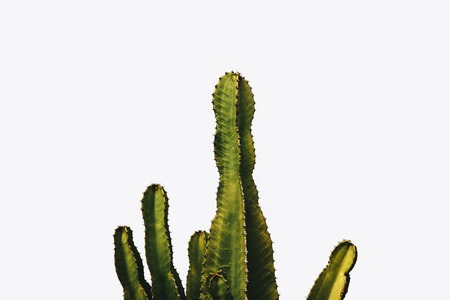 View at the cactus by the white wallの写真素材