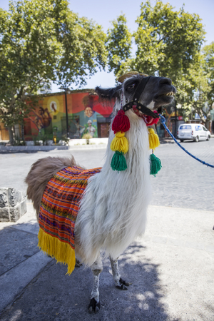 Decorated llama on the street of Santiago de Chileの写真素材