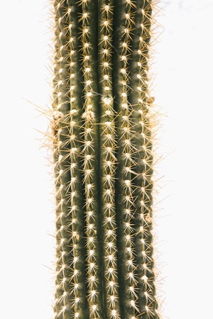 Cactus isolated on the white backgroundの写真素材