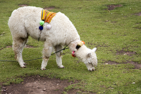 Cute little alpaca on the grass in Cusco, Peruの写真素材