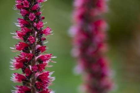 Russian bugloss (Echium russicum) flower in the fieldの写真素材