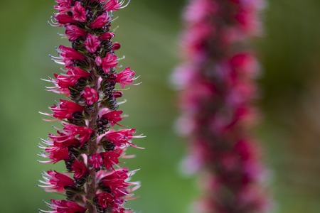 Russian bugloss (Echium russicum) flower in the fieldの写真素材