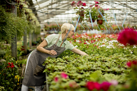 Portrait of senior woman working in flower gardenの写真素材