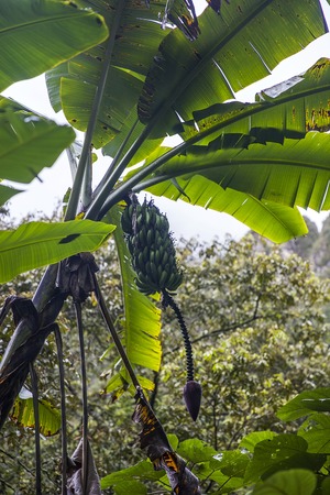 View at banana plantation in Aguas Calientes in Peruの写真素材