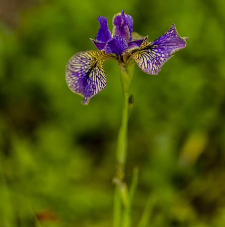 Close up view at Iris flower