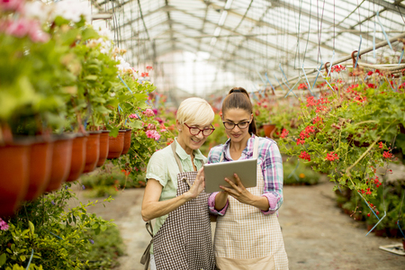 Two senior and young modern florist women  selecting flowers while looking instructions from a tabletの写真素材