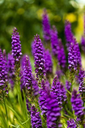View at moorland spotted orchid(Dactylorhiza maculata) in the fieldの写真素材