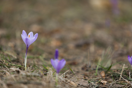 Purple crocus flowers in the forest at springの写真素材