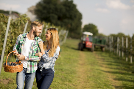 View at young farmers harvesting grapes in a vineyardの写真素材