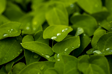 Close up view at water drops on fresh green leafの写真素材