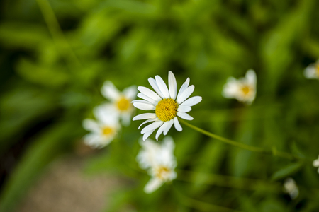 Aster flowers (Leucanthemum atratum) in the fieldの写真素材