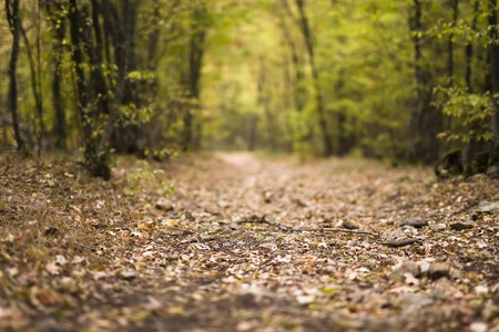 Detail of the path in the autumn forestの写真素材