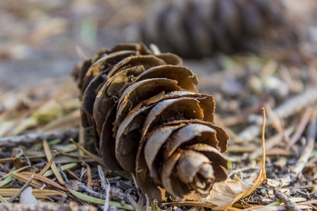 Closeup of the pine cone on the forest floorの写真素材