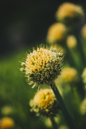 Closeup of the Allium komarowii in the spring fieldの写真素材
