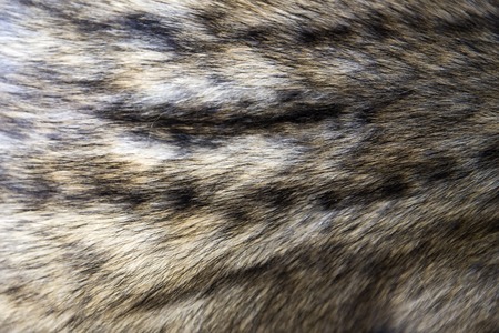 Closeup detail of the asian palm civet fur