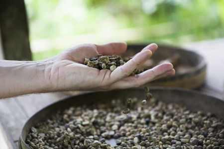 Closeup of the hand holding raw Kopi Luwak coffee beans on the coffee farmの写真素材