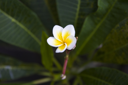 Plumeria (Frangipani) flower in the tropical rainforestの写真素材