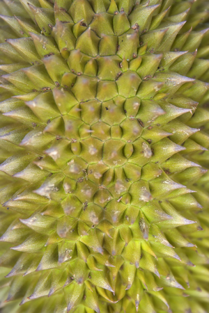 Closeup detail of the fresh tropical durian fruitの写真素材