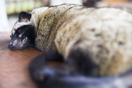Asian palm civet (Paradoxurus hermaphroditus) on the coffee plantationの写真素材
