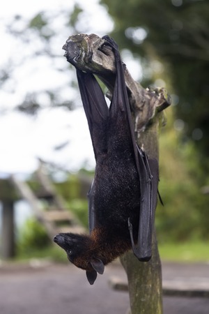 Large Flying Fox or fruit bat (Pteropus vampyrus) hanging in a tree at Bali Indonesia