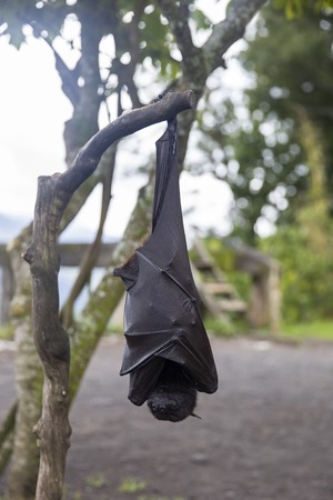 Large Flying Fox or fruit bat (Pteropus vampyrus) hanging in a tree at Bali Indonesiaの写真素材
