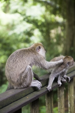 Balinese long tailed monkey (Macaca fascicularis) in Sacred Monkey Forest Sanctuary at Bali,...