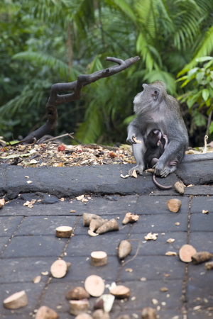 Balinese long tailed monkey (Macaca fascicularis) in Sacred Monkey Forest Sanctuary at Bali,...