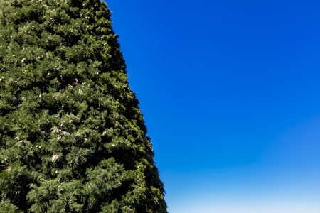 Green cypress tree against the clear blue skyの写真素材