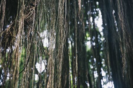 Ubud Monkey Forest sanctuary at Bali island, Indonesia