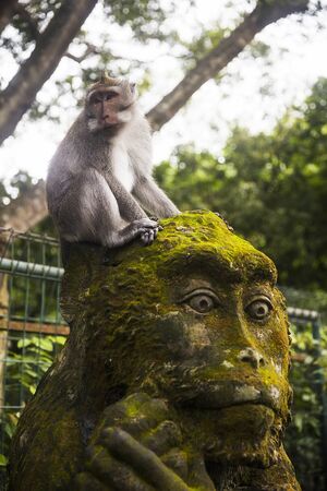 Monkey on the statue at Ubud Monkey Forest sanctuary at Bali island, Indonesia